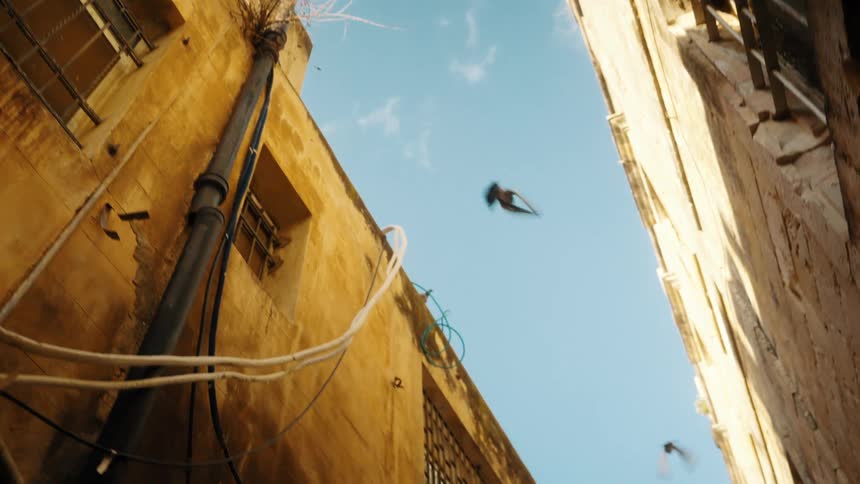 Two birds flying over a modest neighborhood with a clear sky during the day
