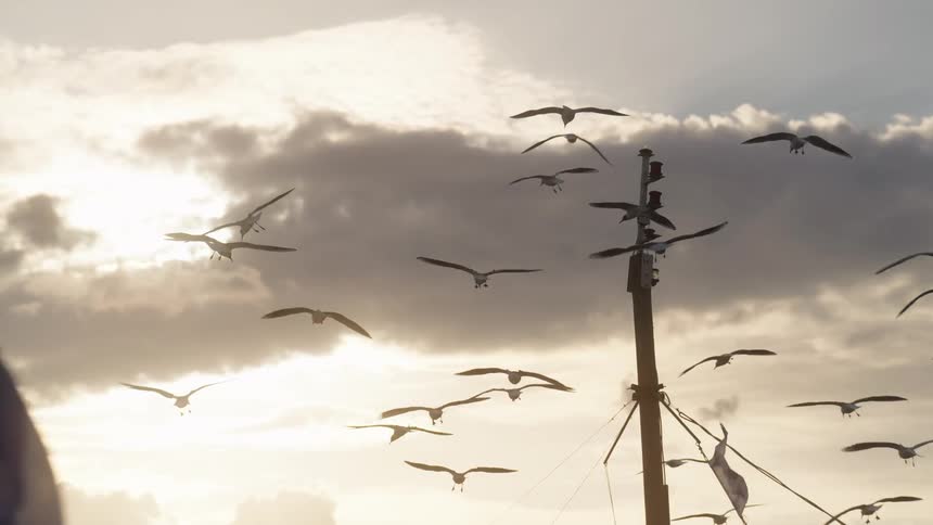 Flock of seagulls flying around the mast of a ship at sunset