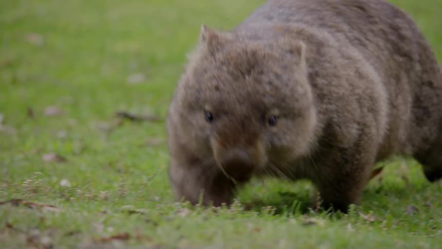 Wombat walking on green grass at midday