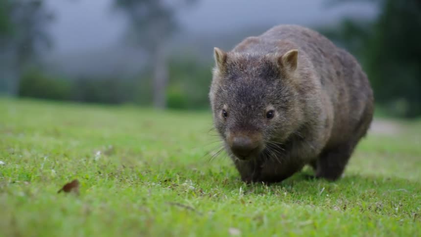 A wombat walking slowly across short cut grass as it chews something in its mouth on a bright day