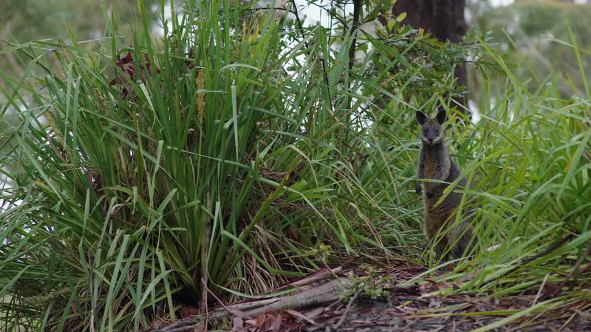 Tree kangaroo stands in a forest at midday