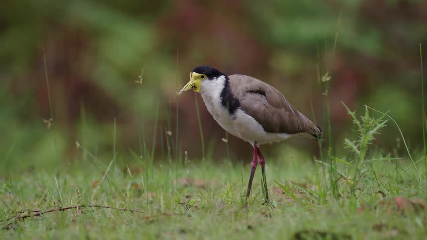 A bird walking on grass at midday