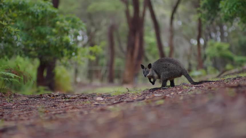 A small kangaroo stirring around on the forest floor looking around among the trees
