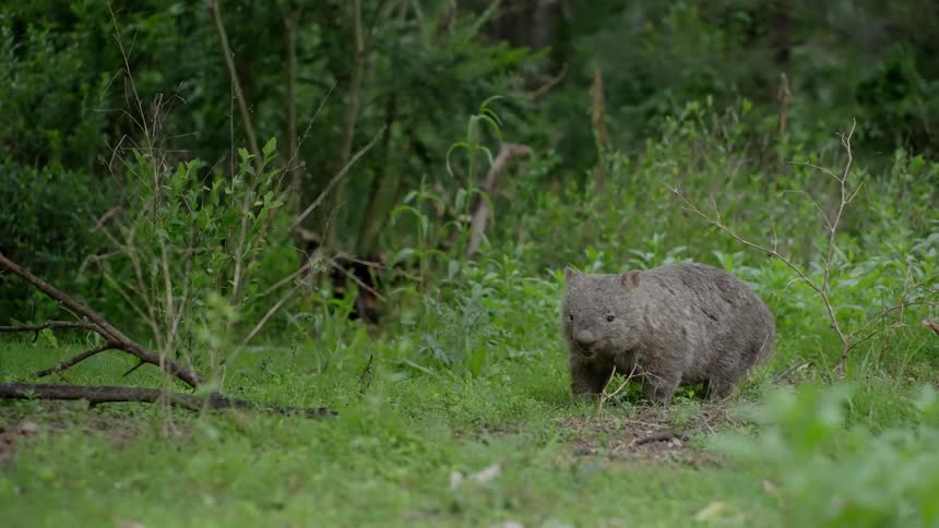 Static beaver in the forest