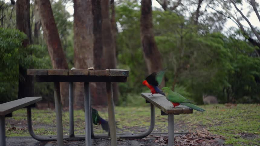 Three tropical birds flying and jumping around on a park picnic table and bench