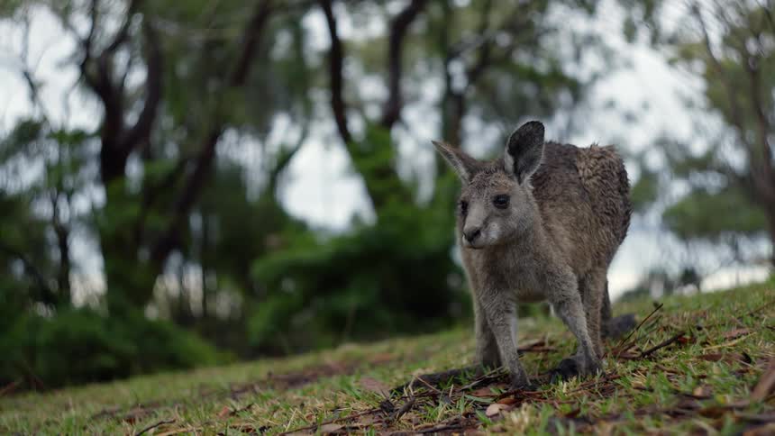 A small kangaroo eating grass in nature on a bright day