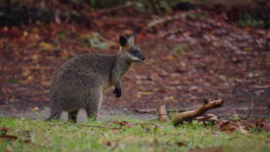 Kangaroo on the wet grass