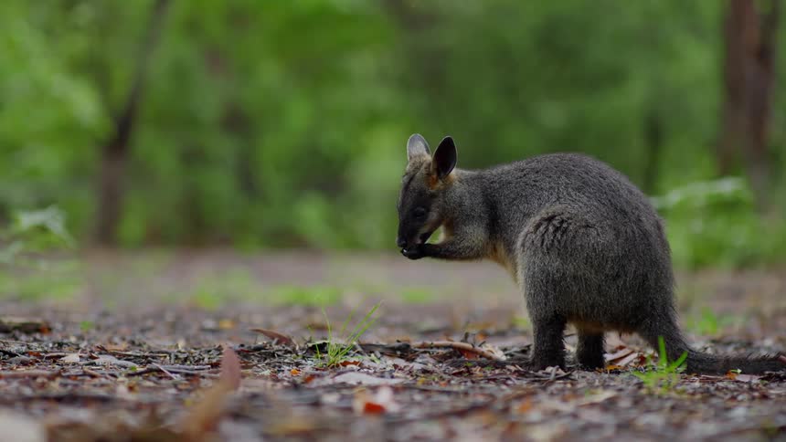 Marsupial feeding in the forest