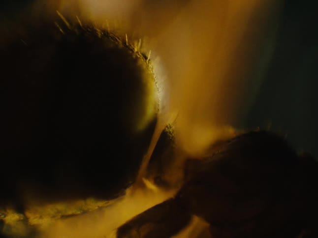 Extreme closeup of a bee moving on a flower