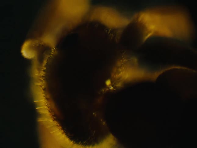 Extreme close up of the silhouette of a live ant cleaning its head