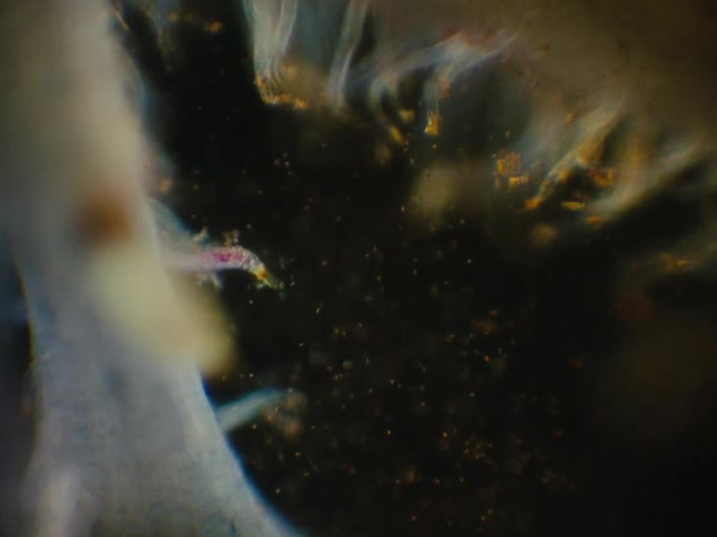 Abstract microorganisms in motion on a black background