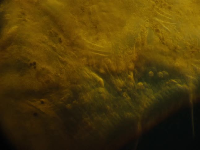 Texturedskin of marine life flexes underwater