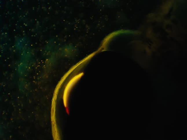 A mysterious object underwater with little light and particles around it