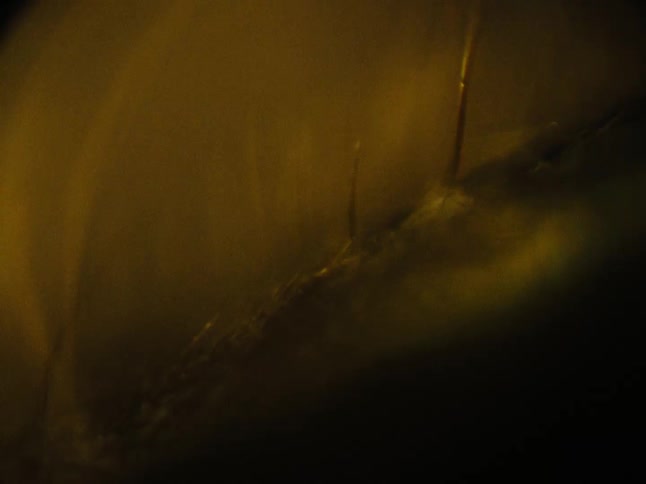 Abstract organism under a microscopic view in motion