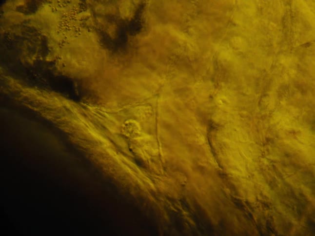 Microscopic shot of living tissue pulsing