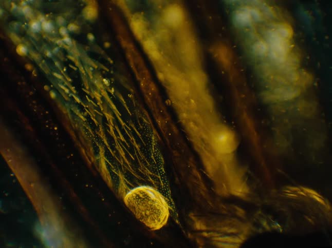 Microscopic shot of cells and tissue