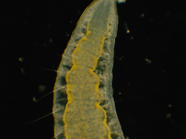 Abstract microorganisms in motion on a black background