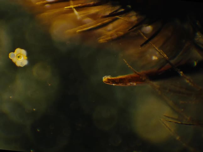 Abstract dry and green leaves in extreme closeup