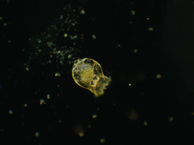Abstract microorganisms in motion on a black background