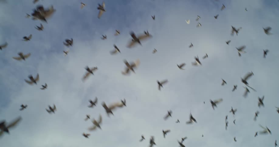 Birds flying in the sky at midday