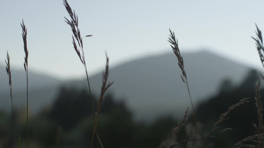 The tall grass blows in the wind