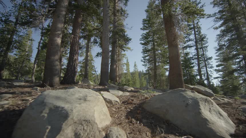 Traveling over rocks and fallen tree limbs in a mountain forest