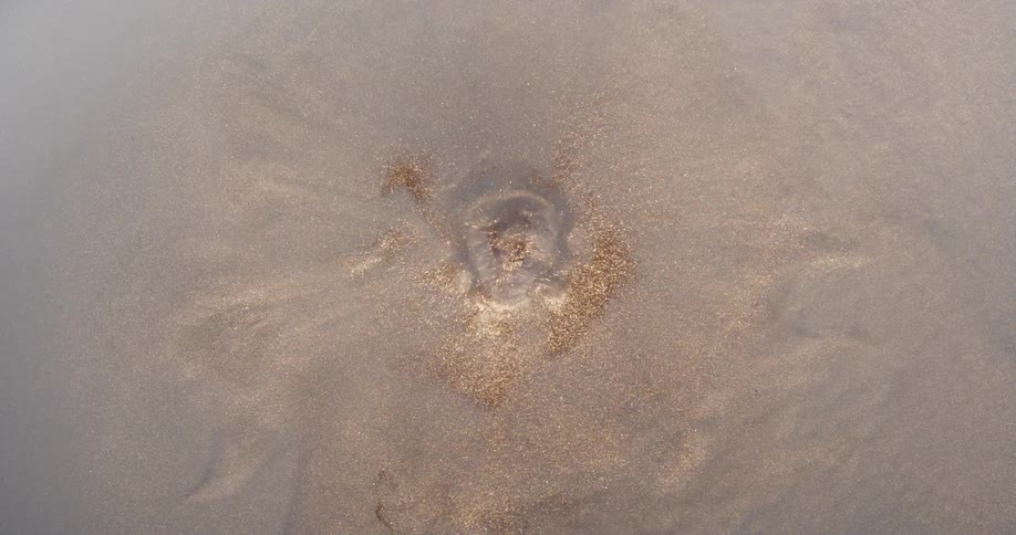 Drop splashes on a golden shimmering liquid splashing and rippling