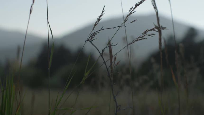 Tall grass blows in the wind on a cloudy day