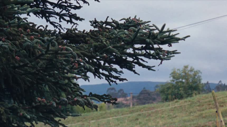 Landscape of a plain with trees and mountains on the horizon