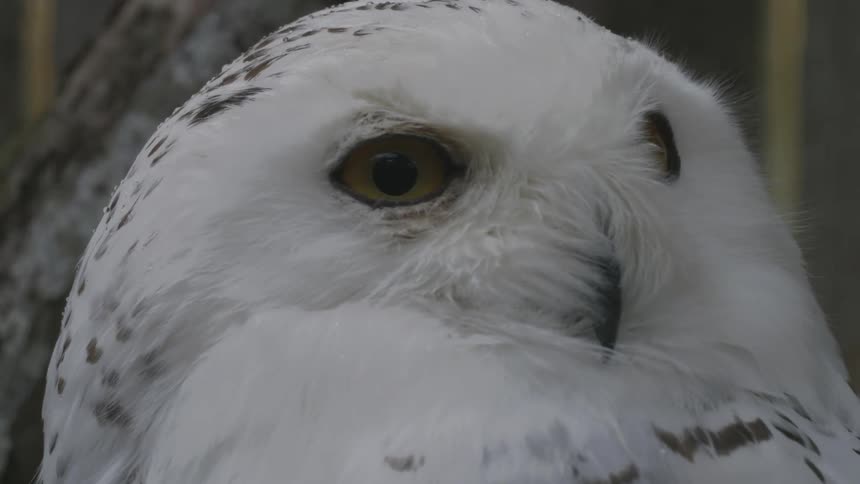 White owl turning its head