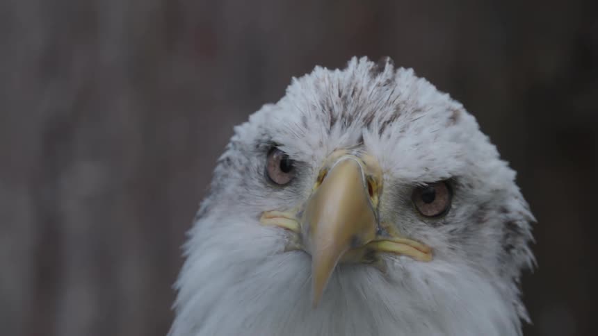 Closeup of an eagles head