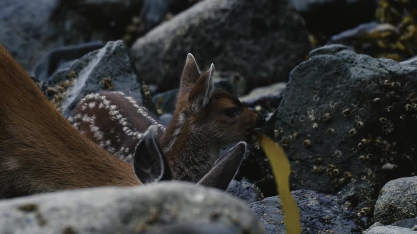 Fawn and its mother feeding on the rocks