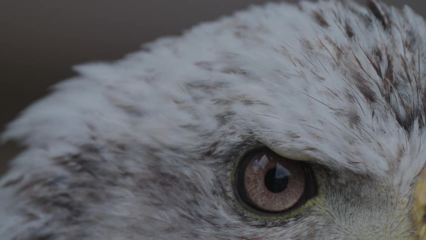 Close up of the eyes of an eagle