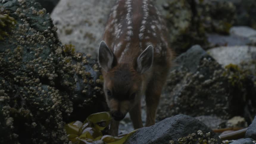 A fawn eats algae from the rocks at the coast