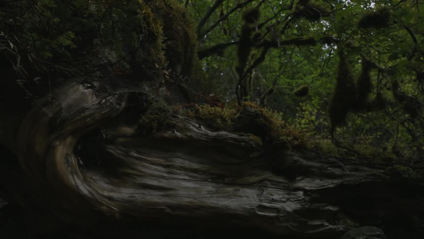 Moss on the side of an old fallen tree in the woods