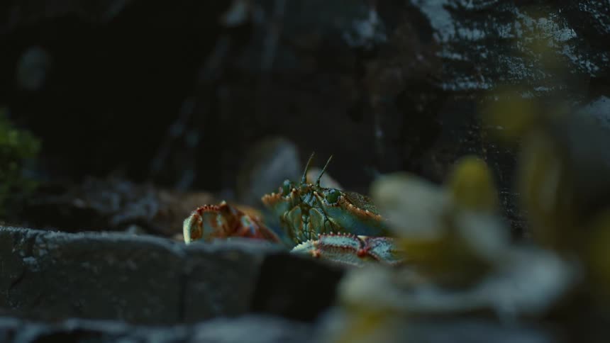 A crab moves its large front claws it is on some rocks and its mouth is oscillating as it breathes perhaps