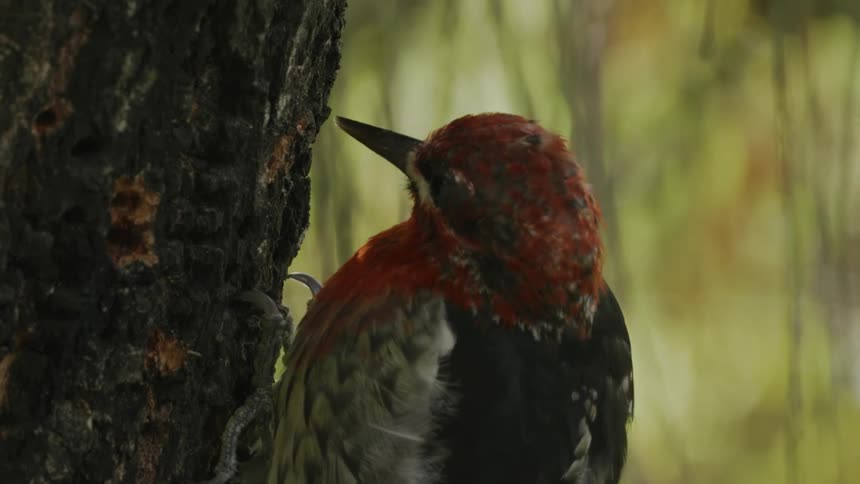 A redfaced bird perches against a tree and pecks at its bark