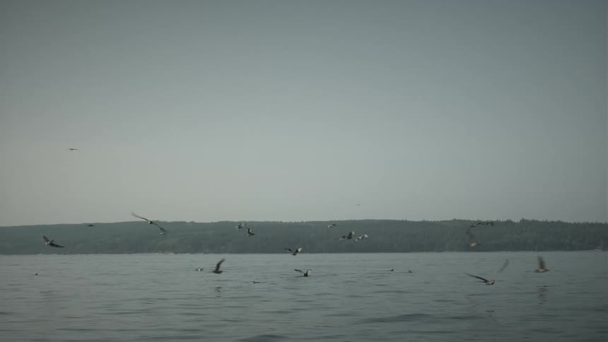 A flock of seagulls fly low over the water along the coast under a hazy sky