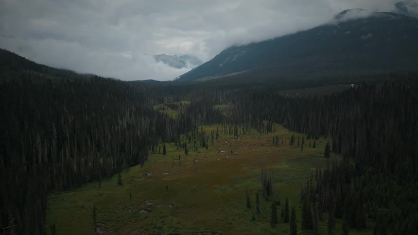 Aerial view of a forest with a mountain range in the background