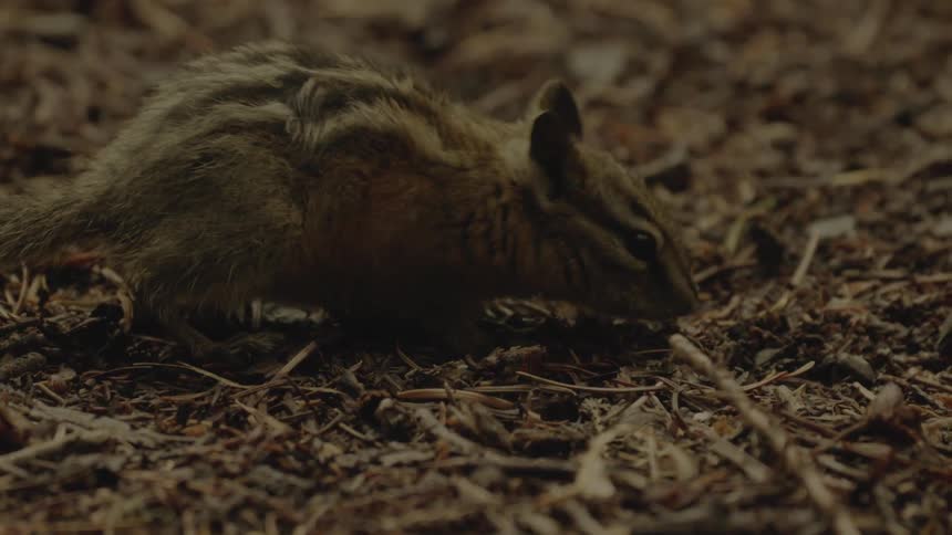 A chipmunk walks along the ground and forages for food