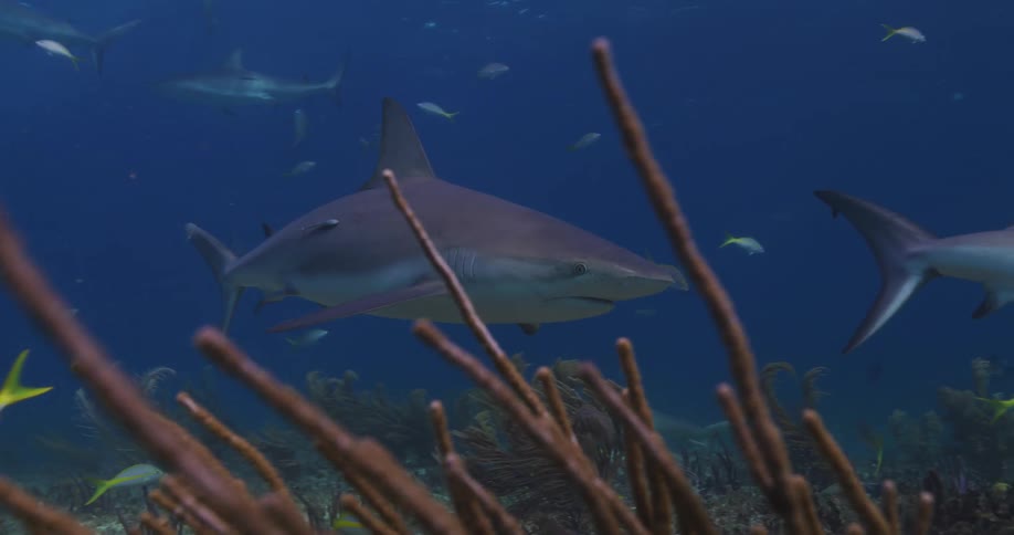 Shark swimming underwater with other fish close to the ocean floor where there are sea water plant