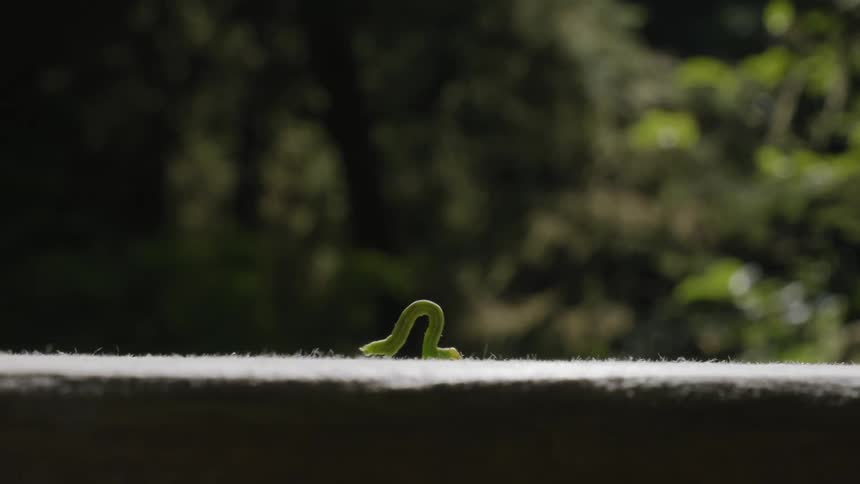 Green caterpilar crawling outdoors at daytime