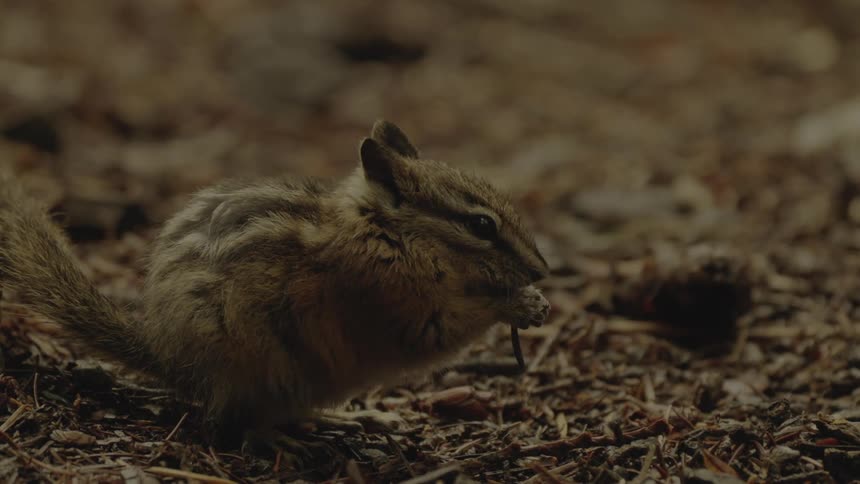Squirrel feeding and holding the food with its front paws