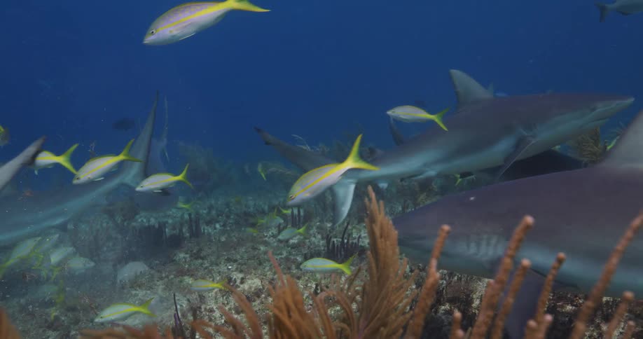 Fishes including sharks swim above reef