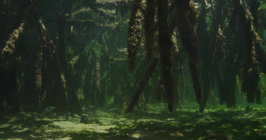 Fishes swimming underwater close to the ocean floor where series of ocean plant is located