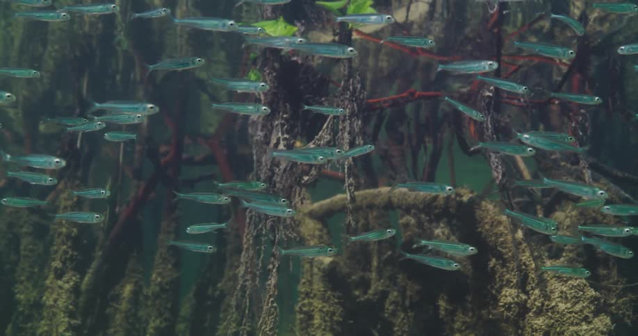 School of small blue fish swimming around mangrove