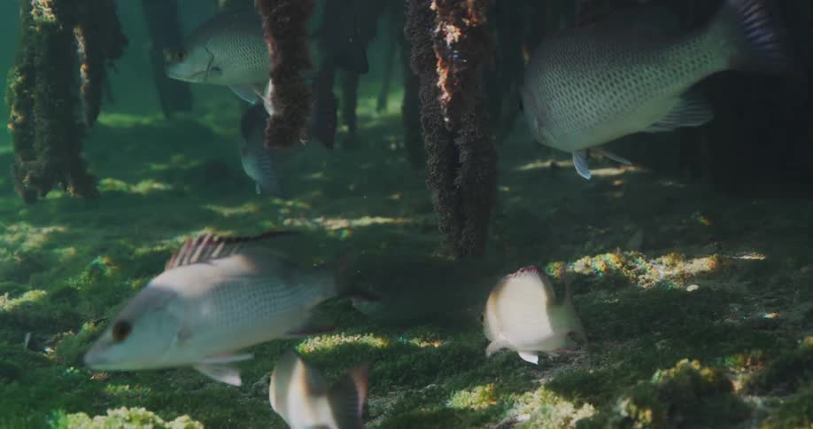A school of fish swimming in between corals at the bottom of the sea