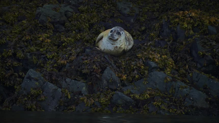 Seal lying on the rocks by the seaside