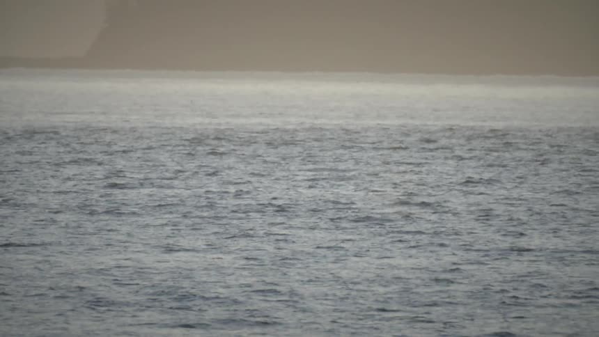 Dolphins and Orcas spout through waves on sunny day