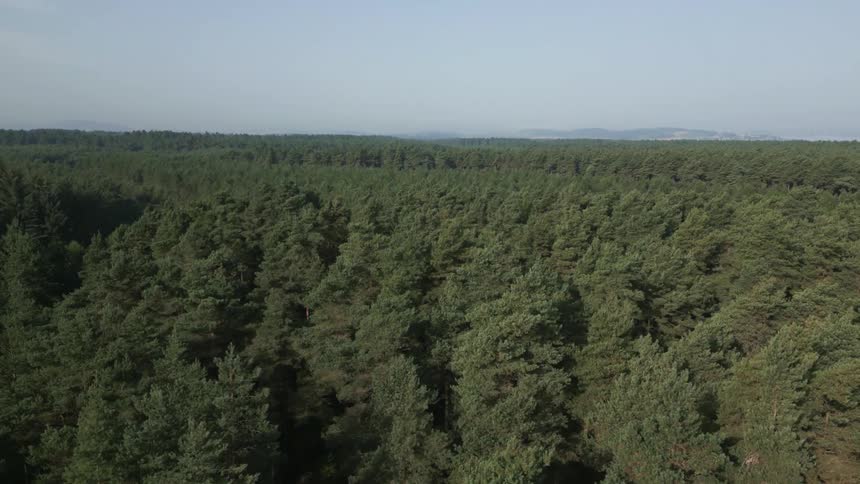 Aerial view of a large forest